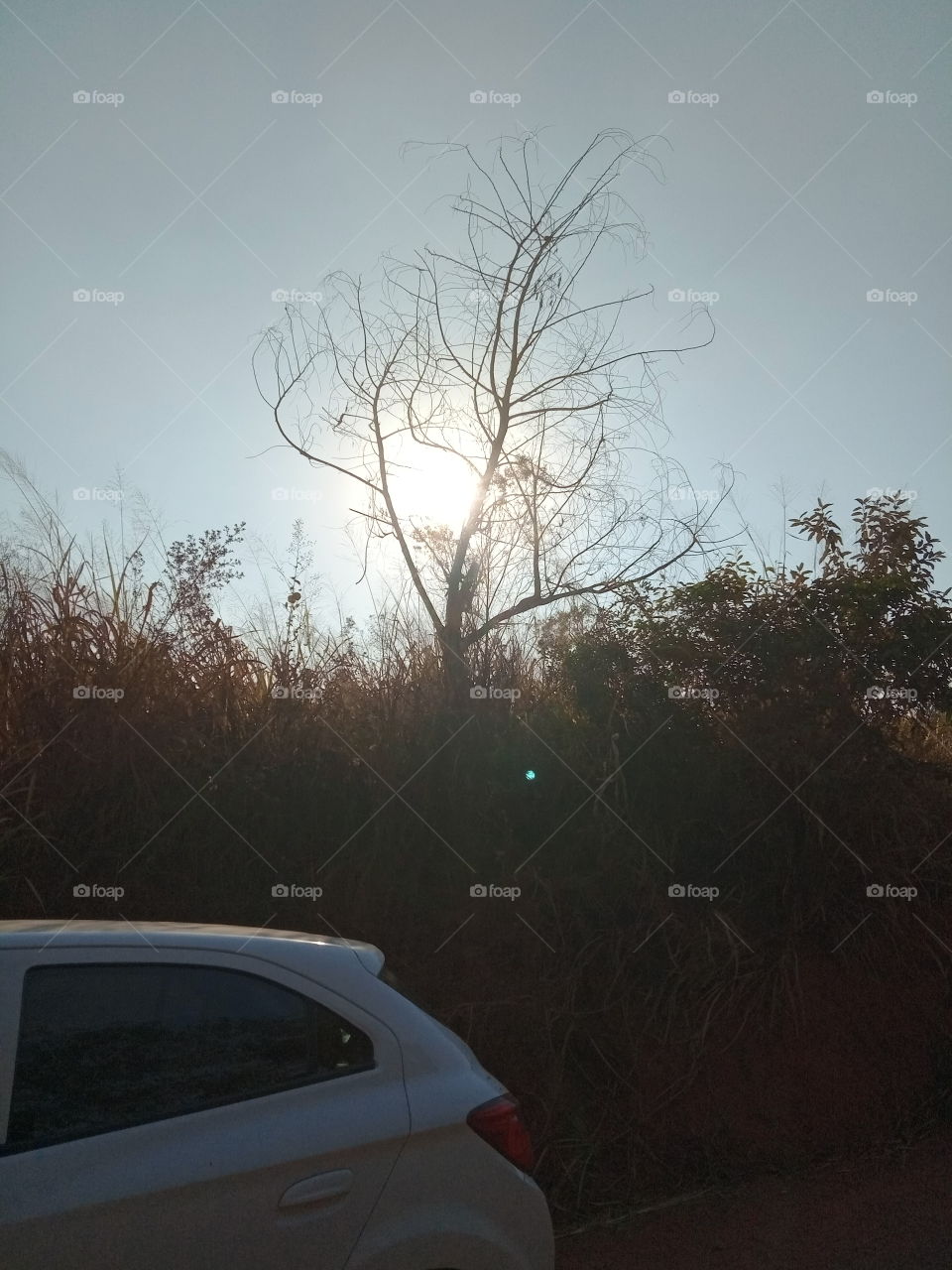 Sol detrás das árvores!