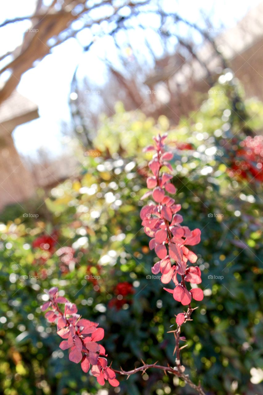 Red bushes