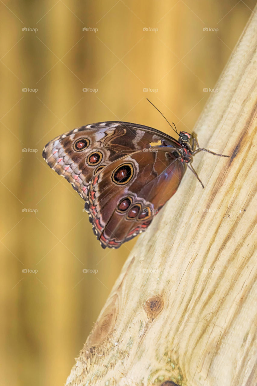 Blue Morpho butterfly