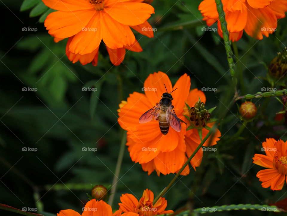 orange blast honey bee flowers
