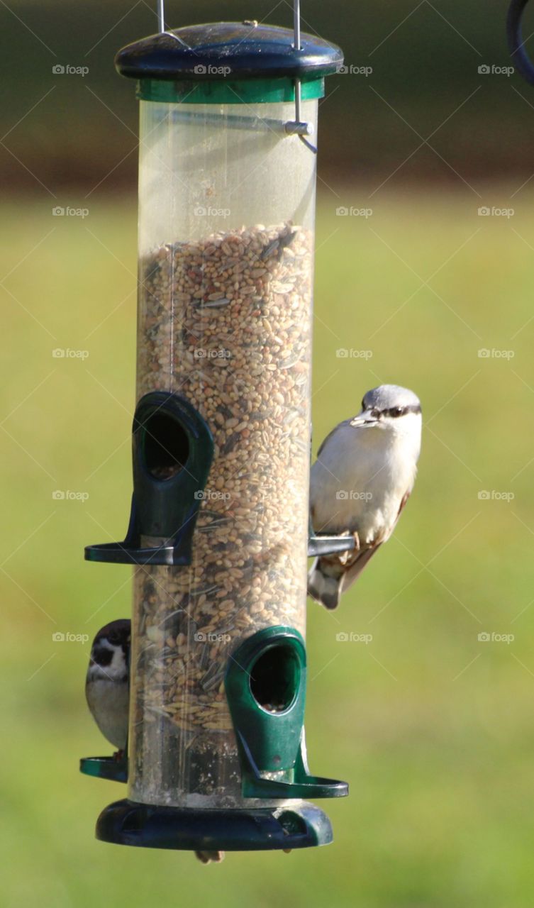 birds at feeding station