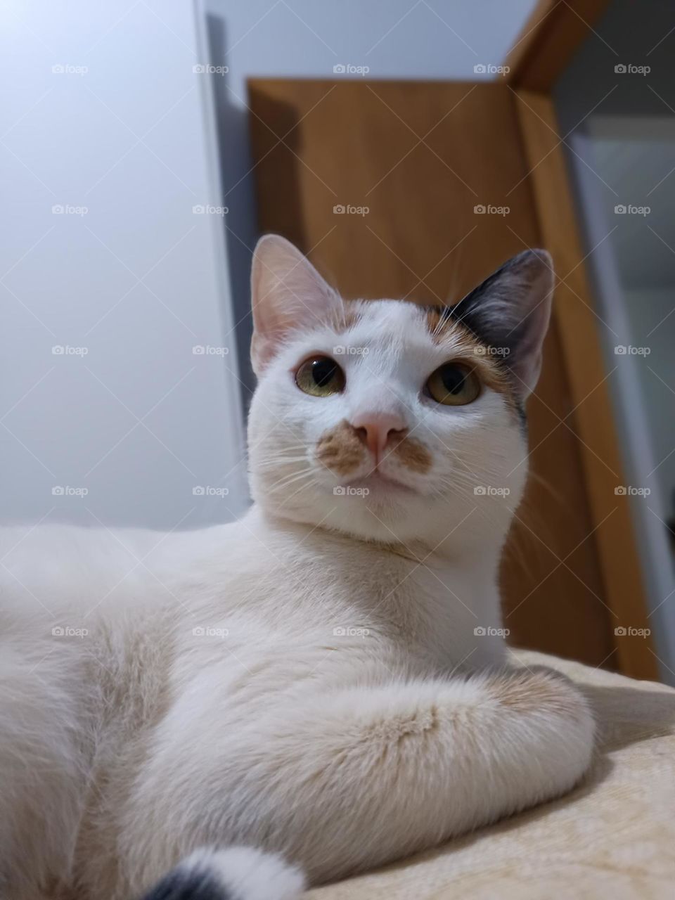 minha gata pipoca