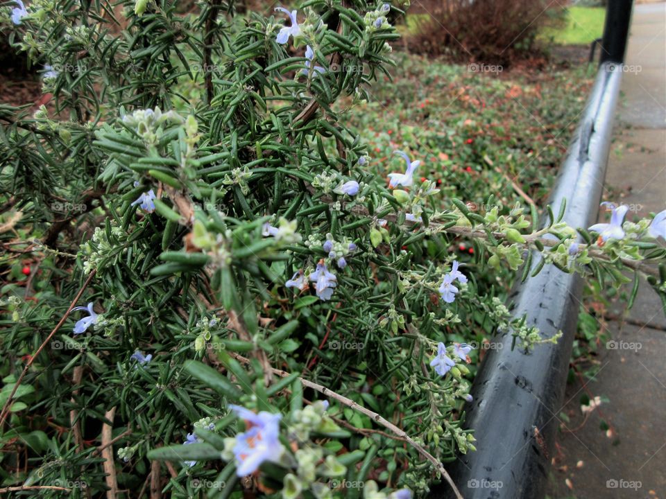 closeup of blue blooms