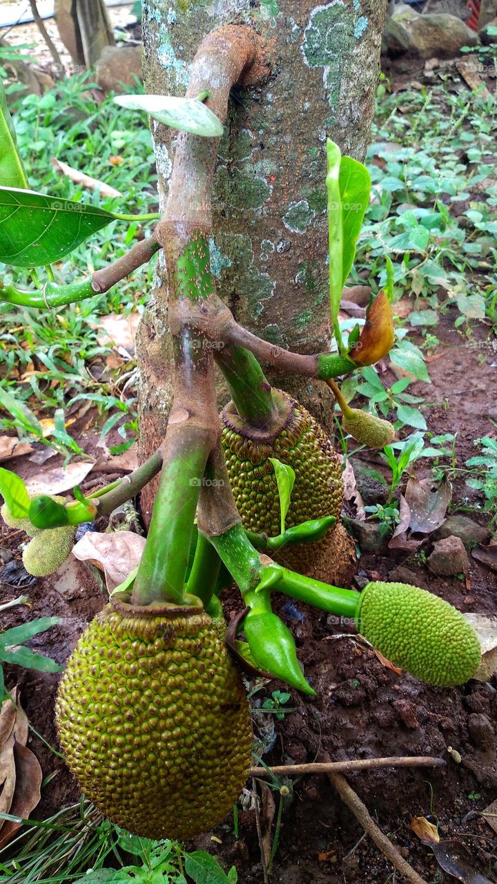 Jackfruit fruit bearing fruit close to the ground