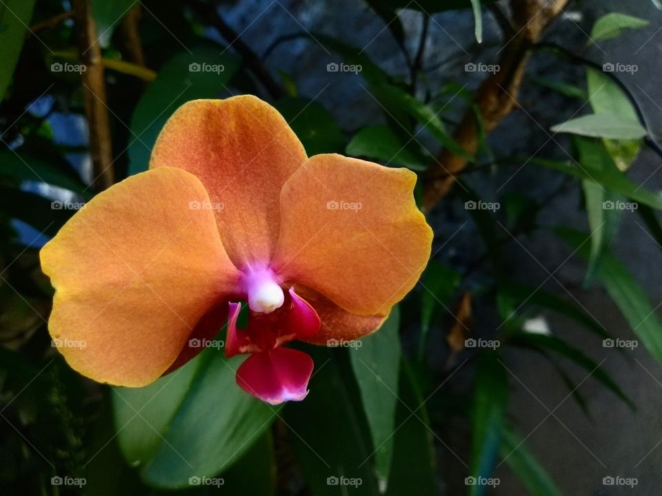 orquídea