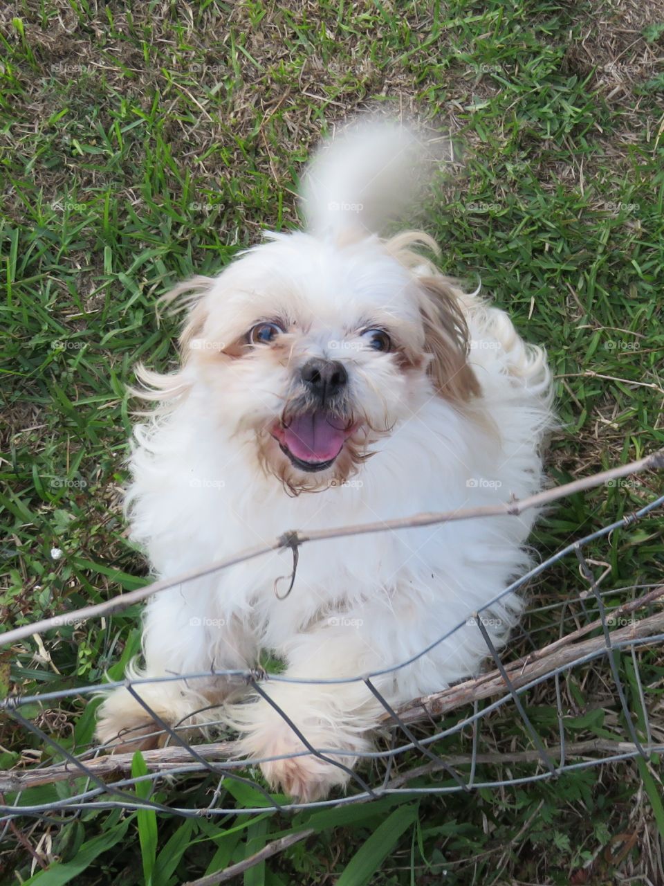 Scruffy is happy to see me