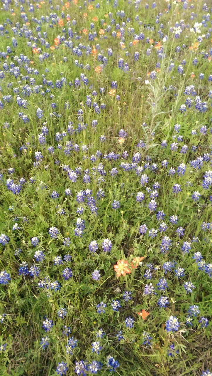 Flower, Hayfield, Field, Nature, Flora