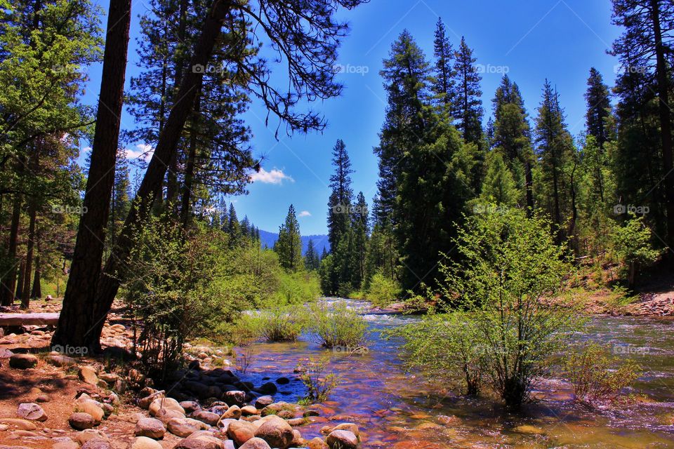 View of stream and trees