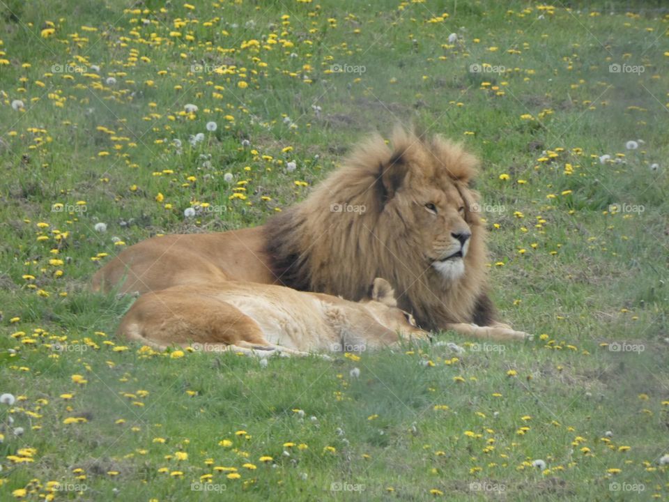 A pair of lions