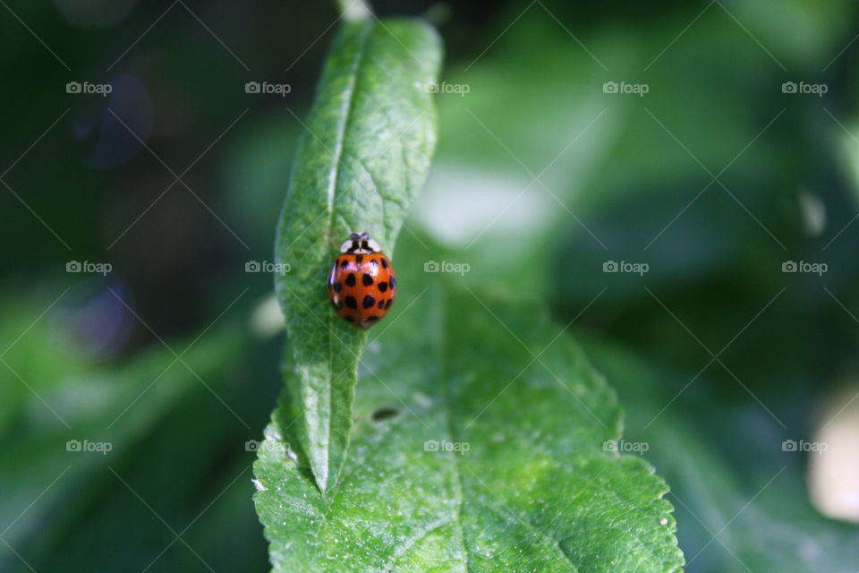 Ladybug🐞