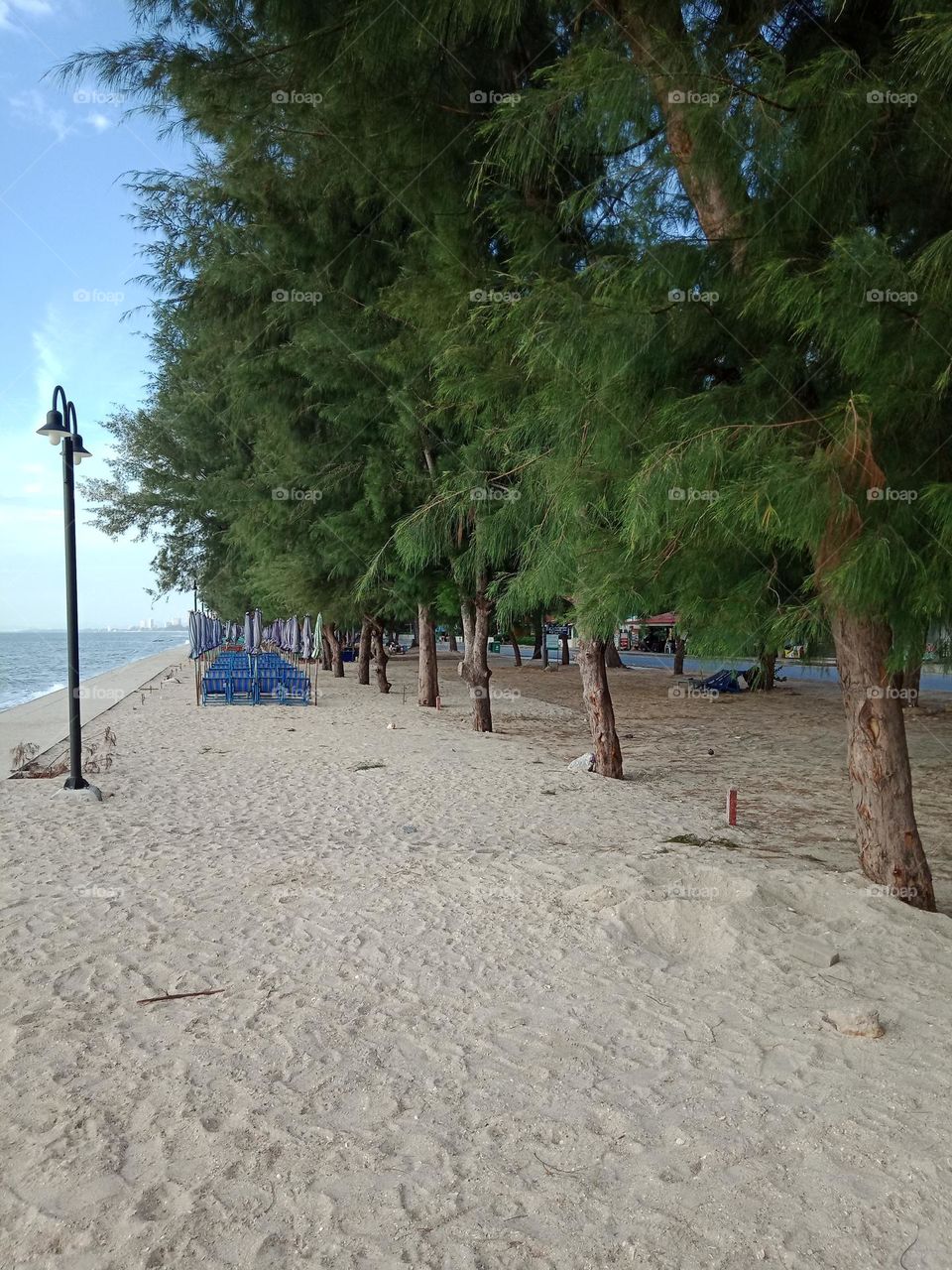 Pine on the beach