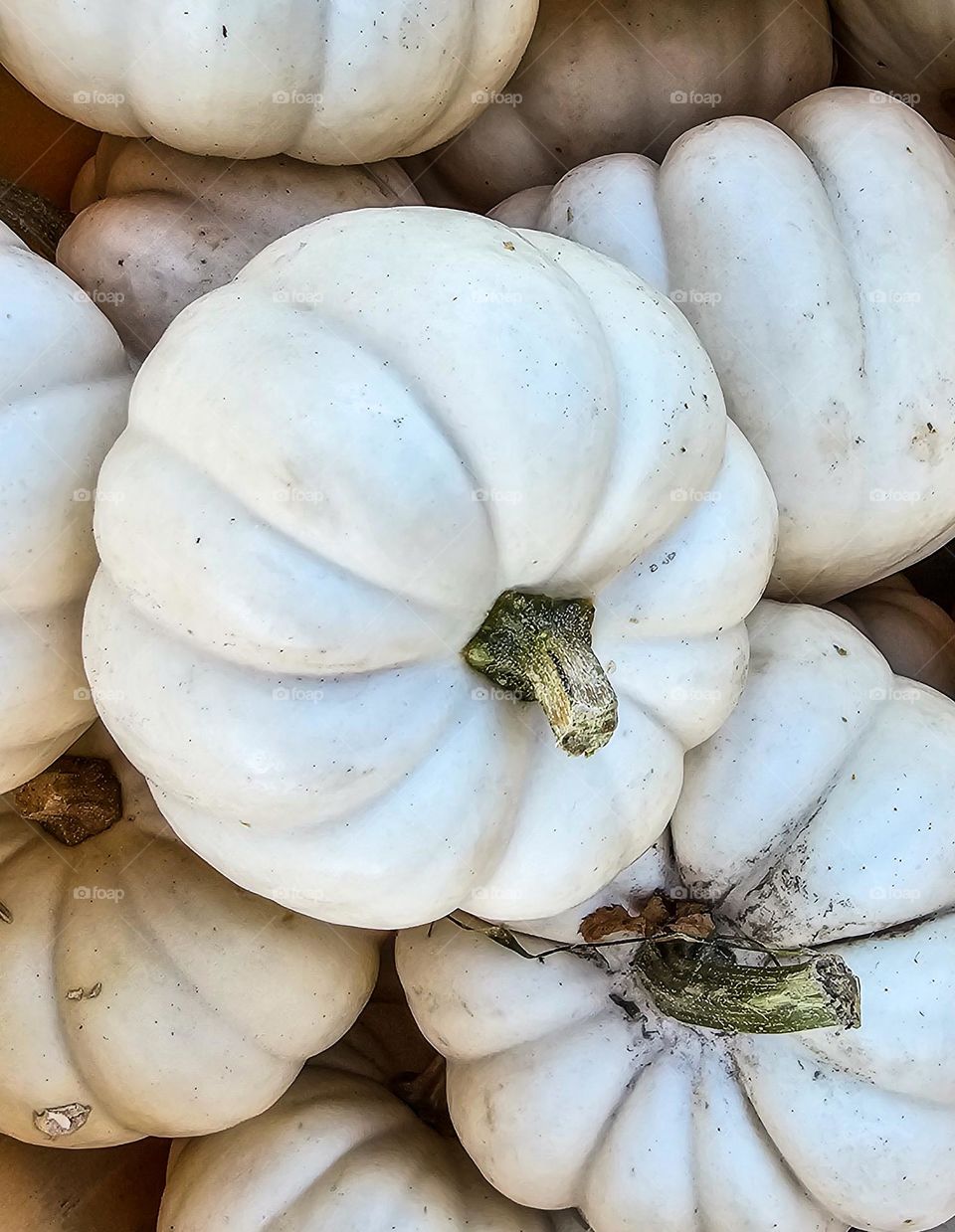 Basket of plump white pumpkins celebrating the fall season 