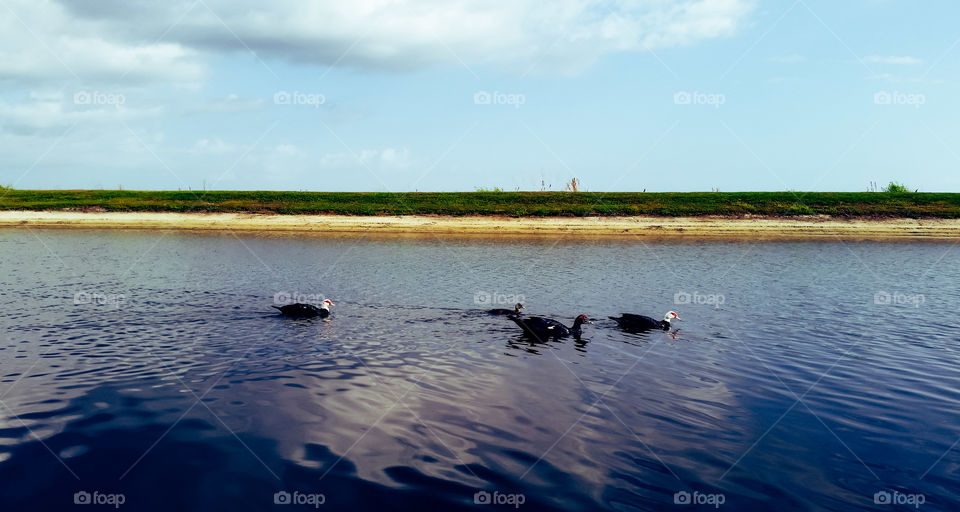 ducks swimming at the lake, sunny day few clouds and a light blue sky.