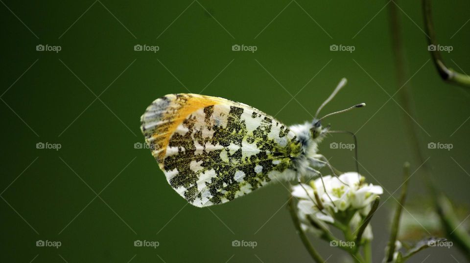 Butterfly in France