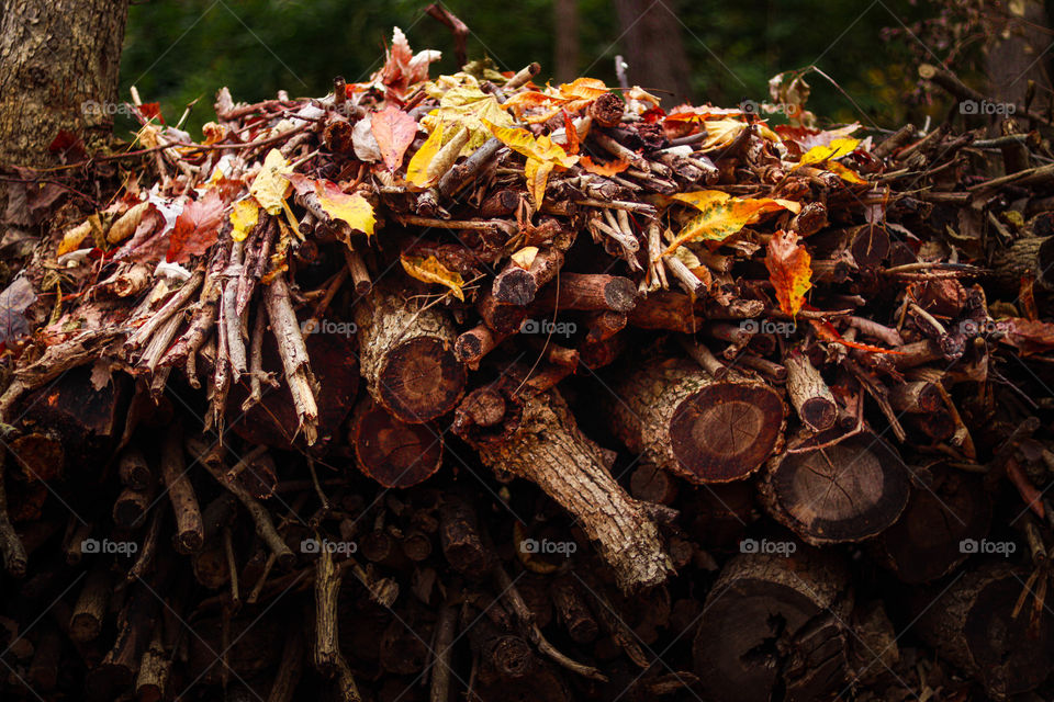 leaves on a pile of wood