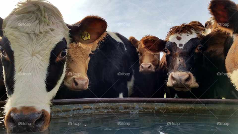 thirsty heifers