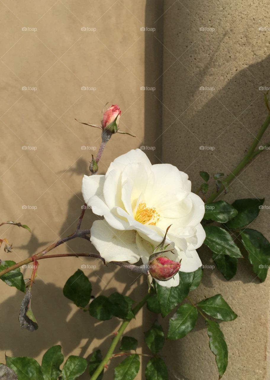 Rose bloom and buds 