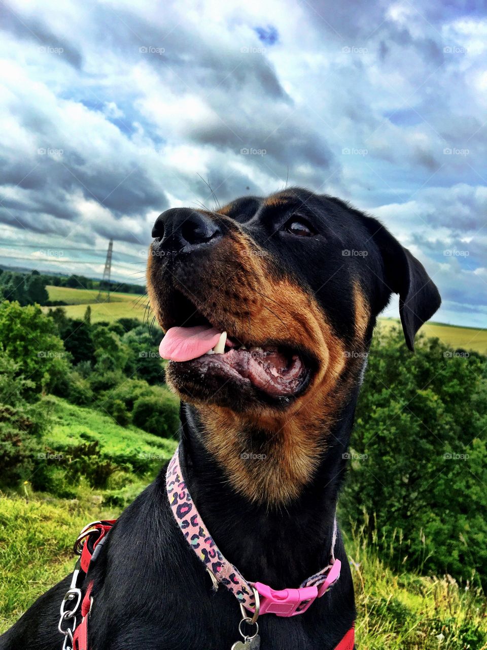 Rottweiler happily posing