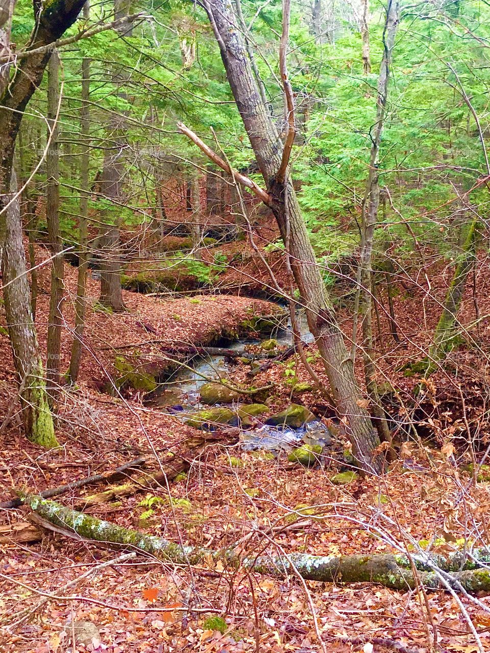 Woodland stream