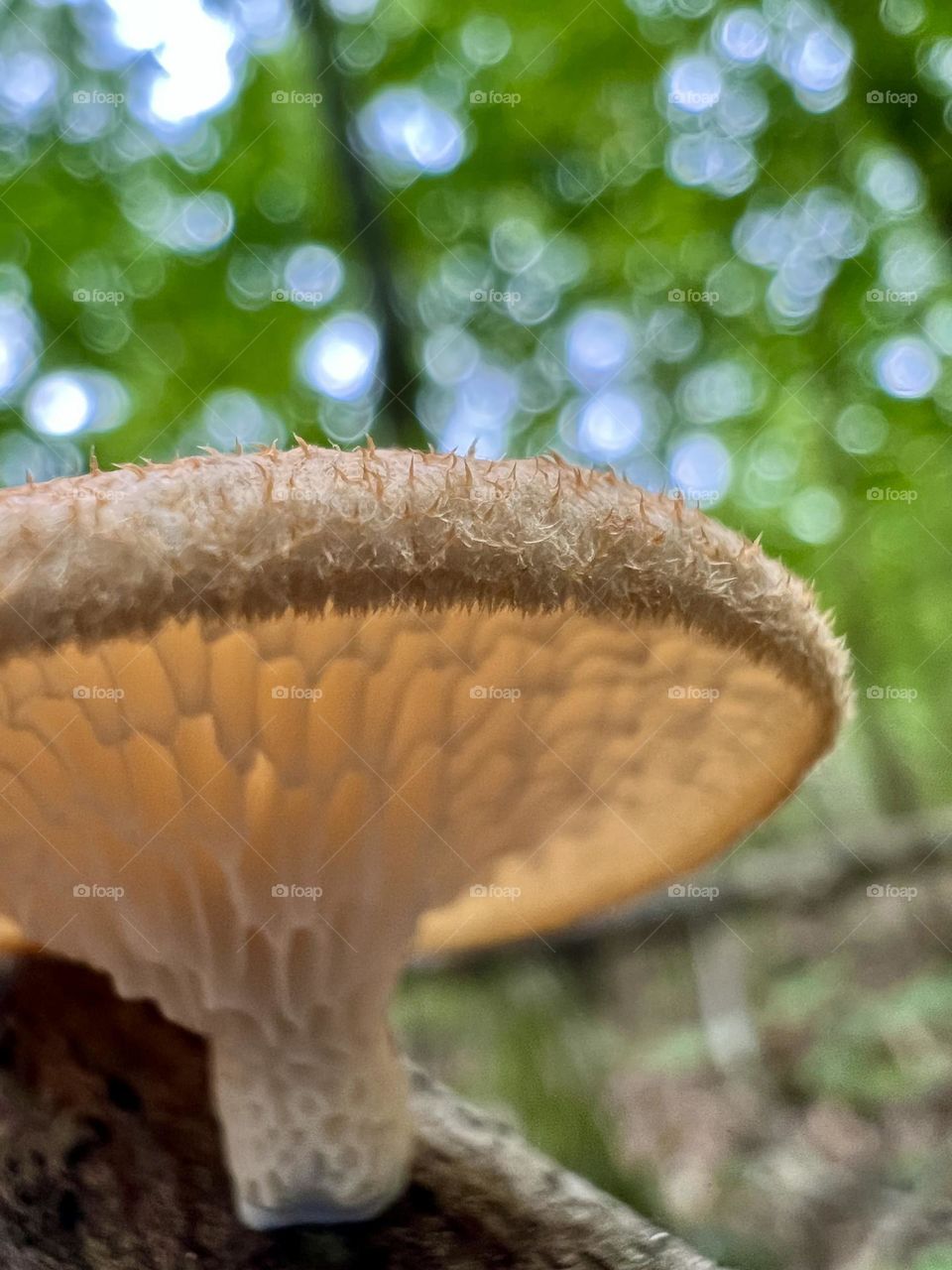 Closeup low angle view of wild mushrooms in natural setting. Detail on the underside to highlight the intricate gills