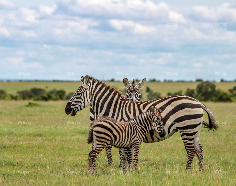 Zebra family at Olpejeta conservancy