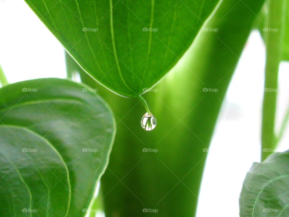 Drops of water on the leaves appear on some indoor plants whose homeland is the humid tropics (calla, anthurium, monstera, dieffenbachia, syngonium and others) at high humidity, which often happens before rain or the plant absorbs more moisture than