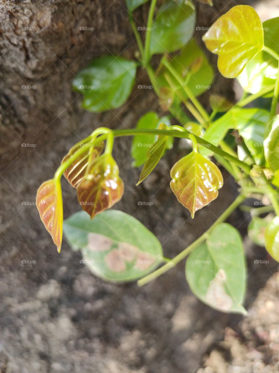 Freshness, new leaves in spring