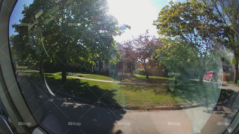 Tree, Landscape, Park, Road, Environment