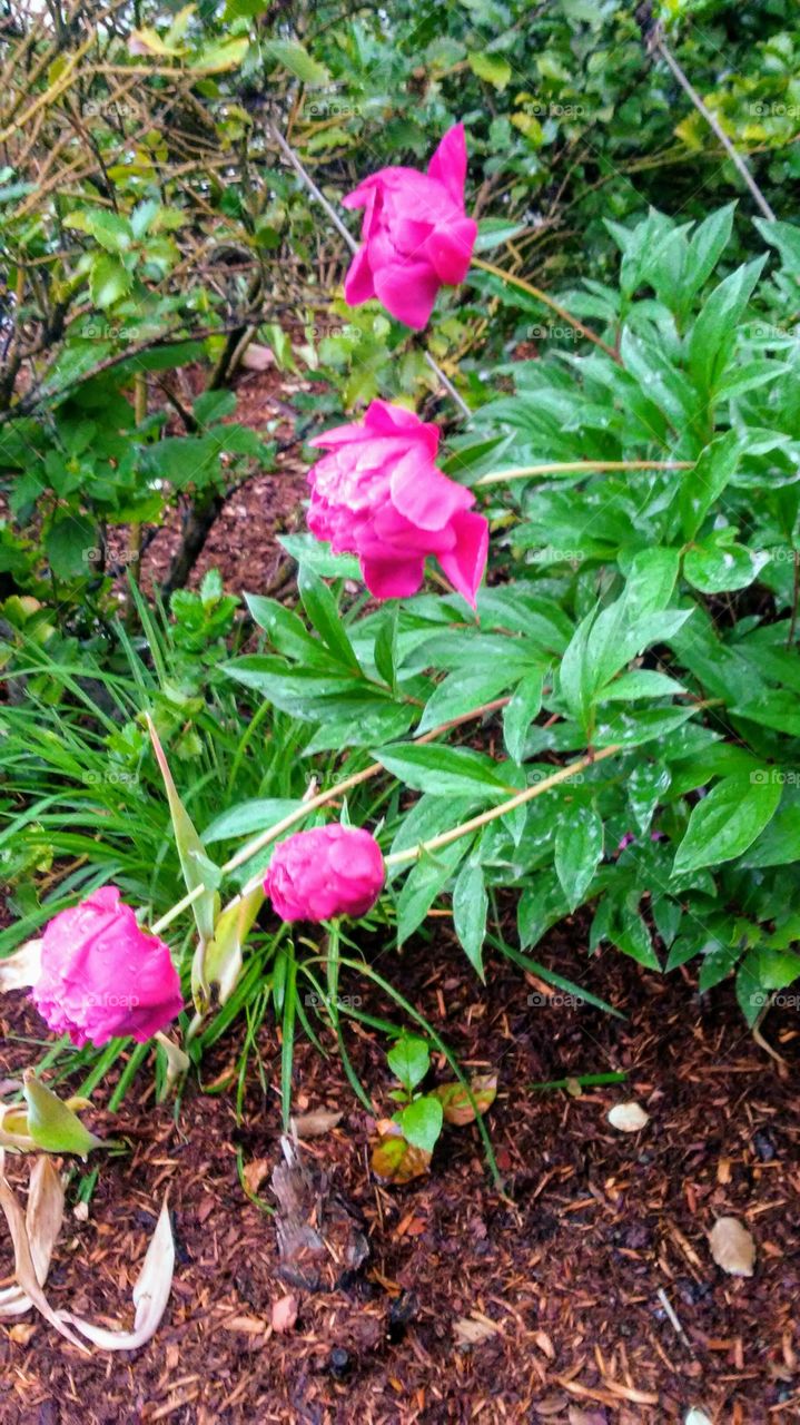 Flower, Flora, Nature, Garden, Leaf