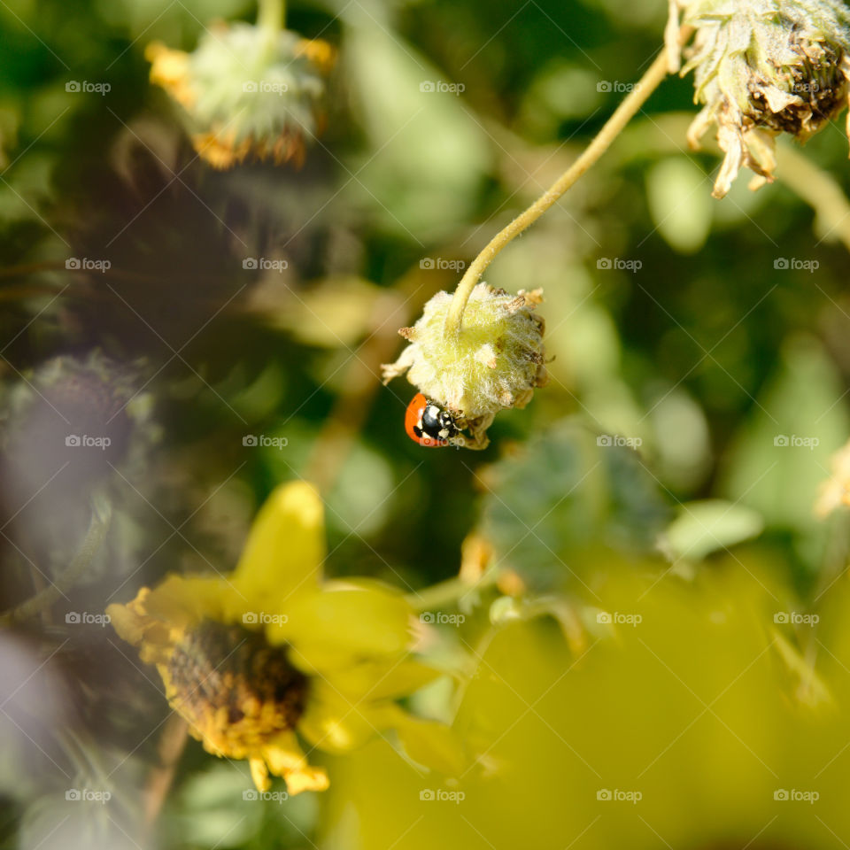 Ladybird looking down. 