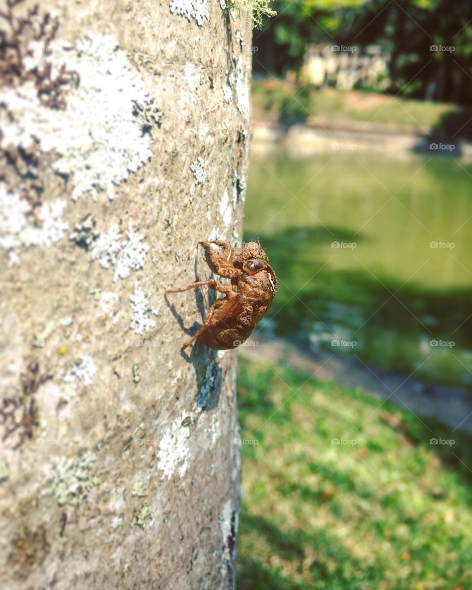 #CIGARRA - ô inseto barulhento... e nessa época, 24 horas por dia cantando. São mais desafinadas do que eu!!!
Essa eu cliquei em seu momento de descanso.
🎼
#natureza
#fotografia
#paisagem