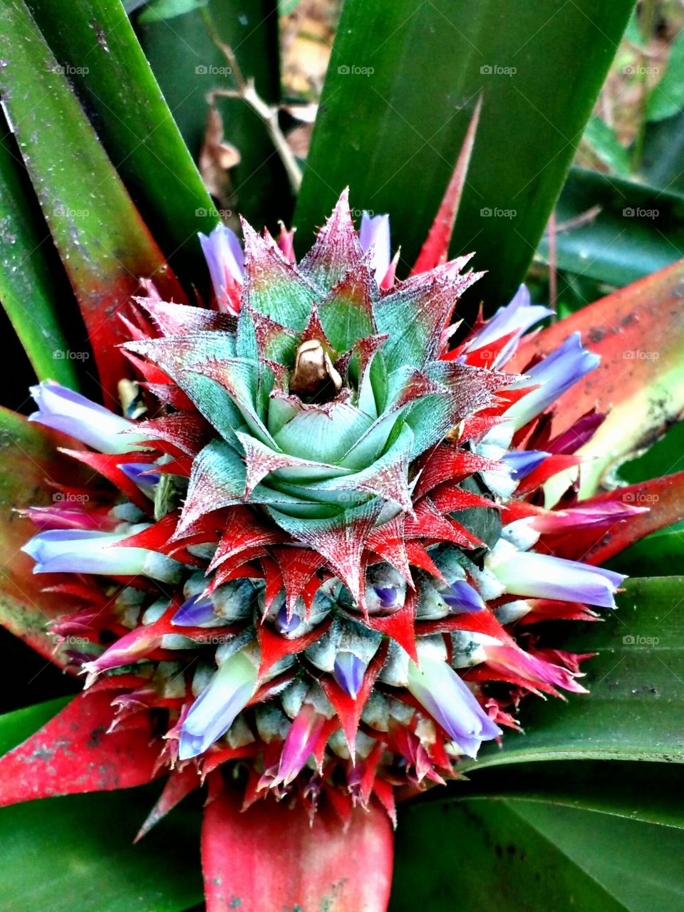 pineapple