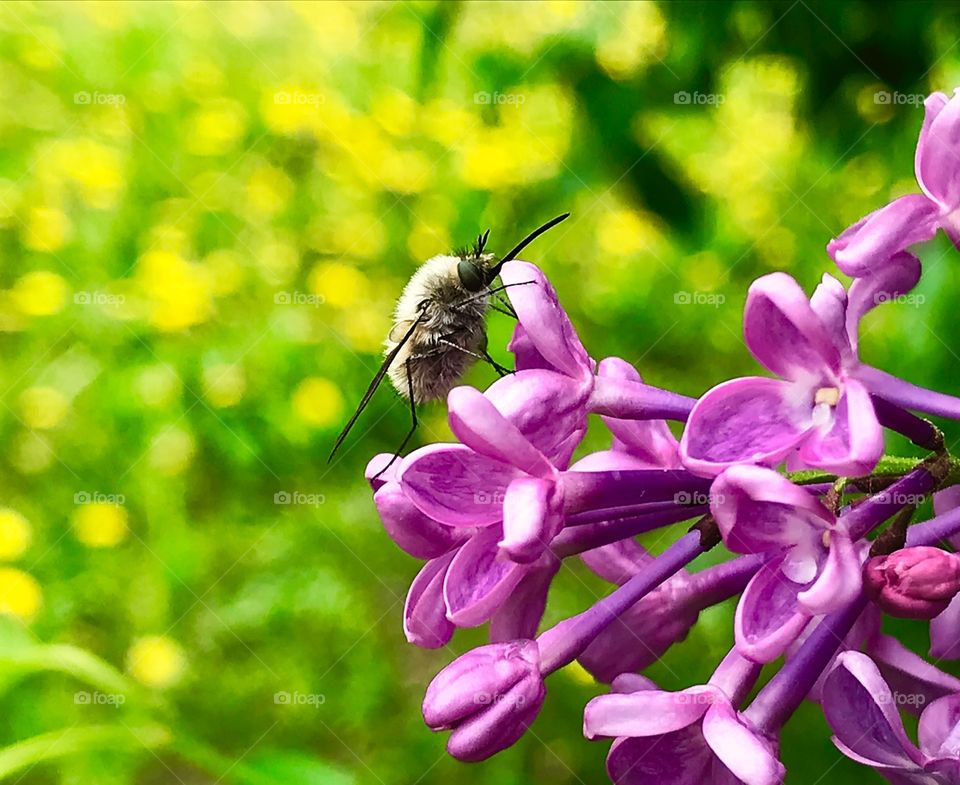 Tiny fly bombylius major sitting on the lilac flowers after the rain on yellow dandelion field background 