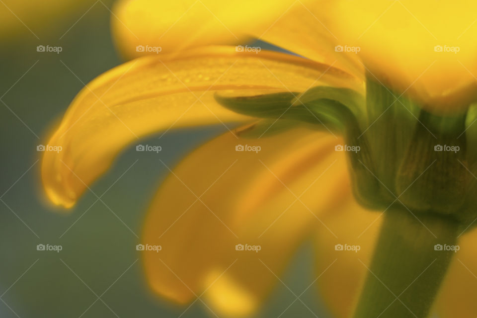 Yellow Flower Petals and stem from below