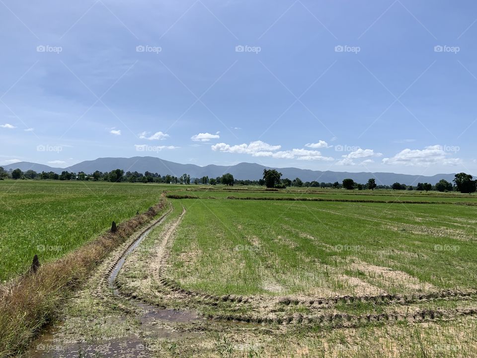 Rice field.