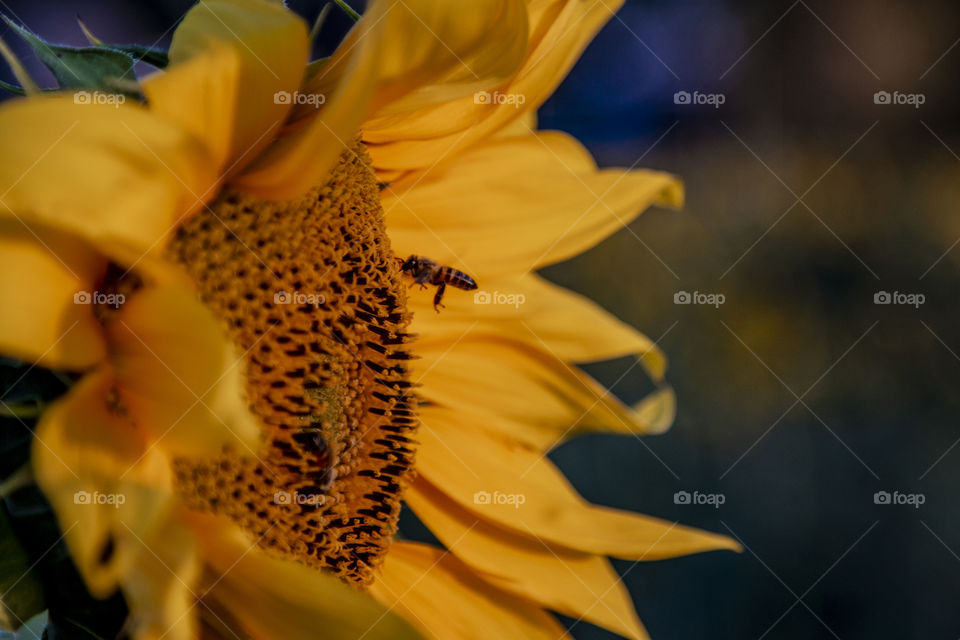 Abelha se aproximando de girassol