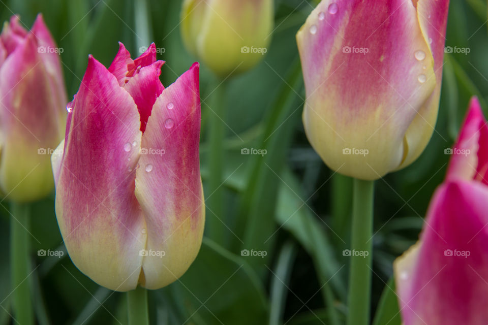 Tulips and water droplets 