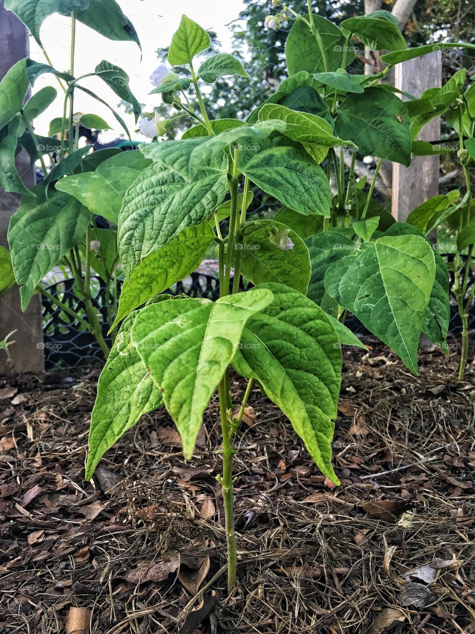 Baby green bean plants reaching high for the sky