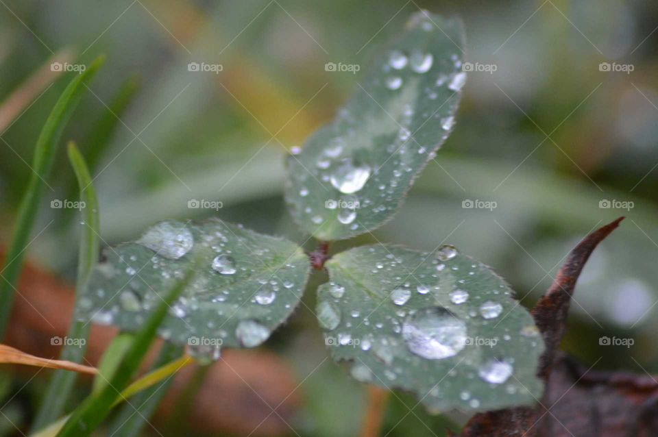 Macro dew on leaf