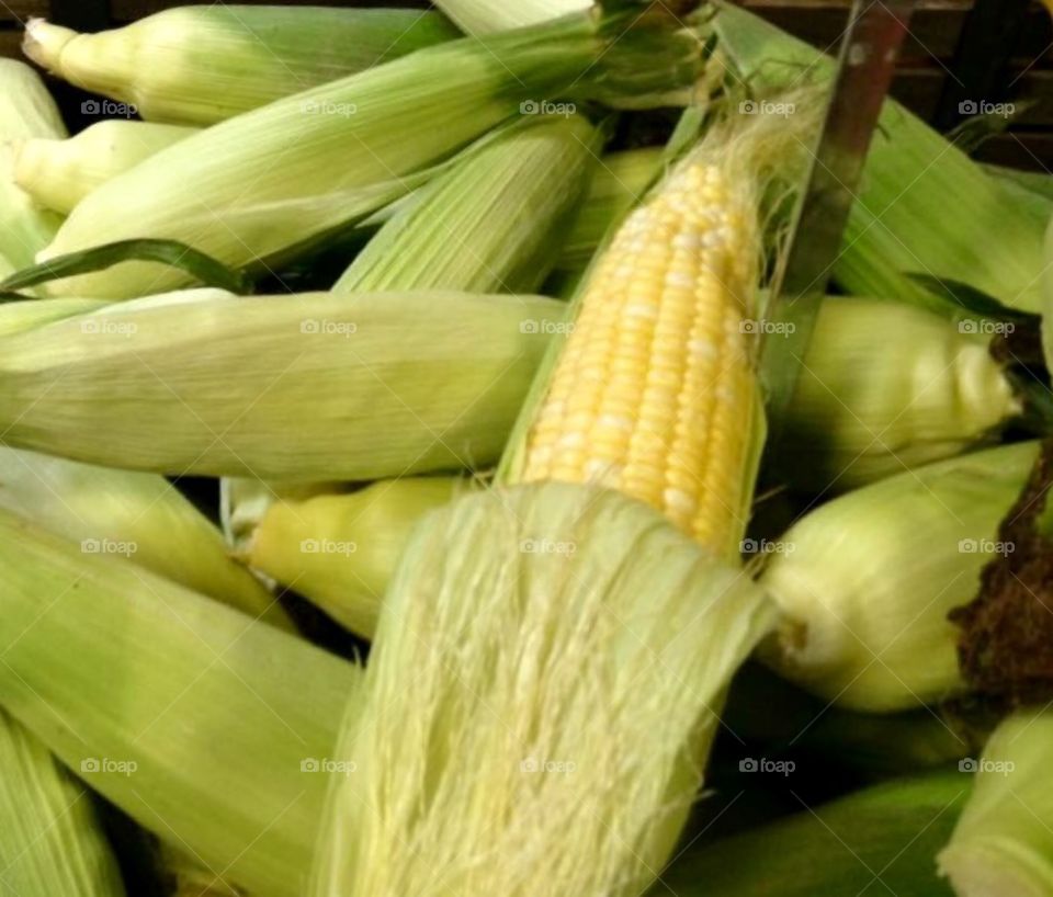 Fresh Yellow Corn 