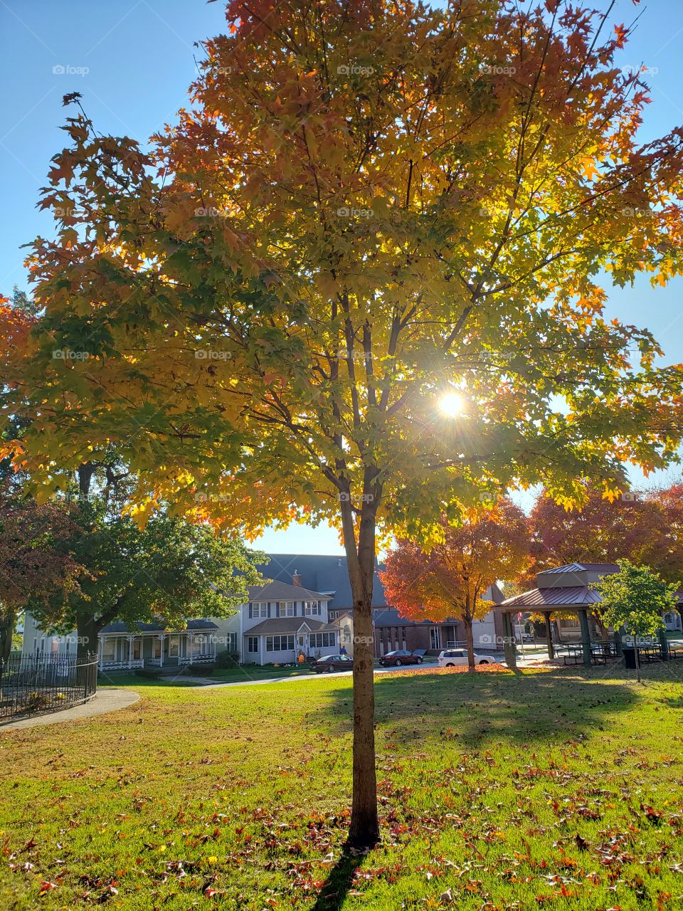 sunset through the fall tree