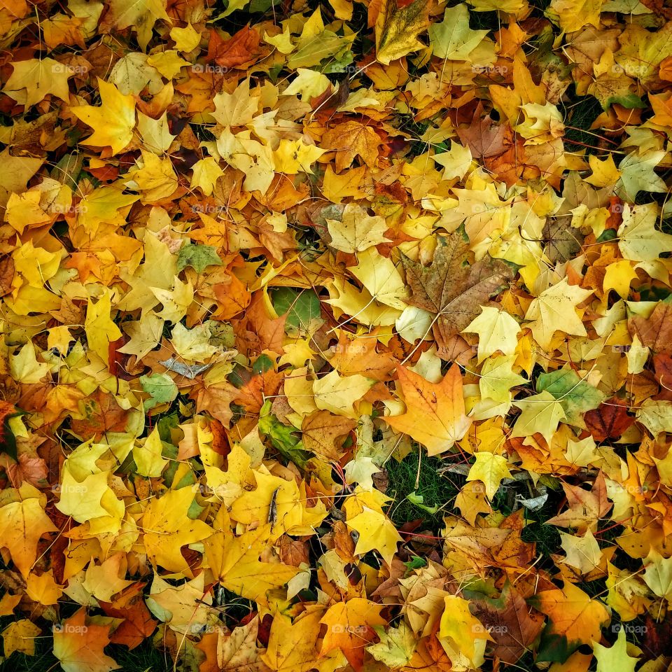 Autumn leaves