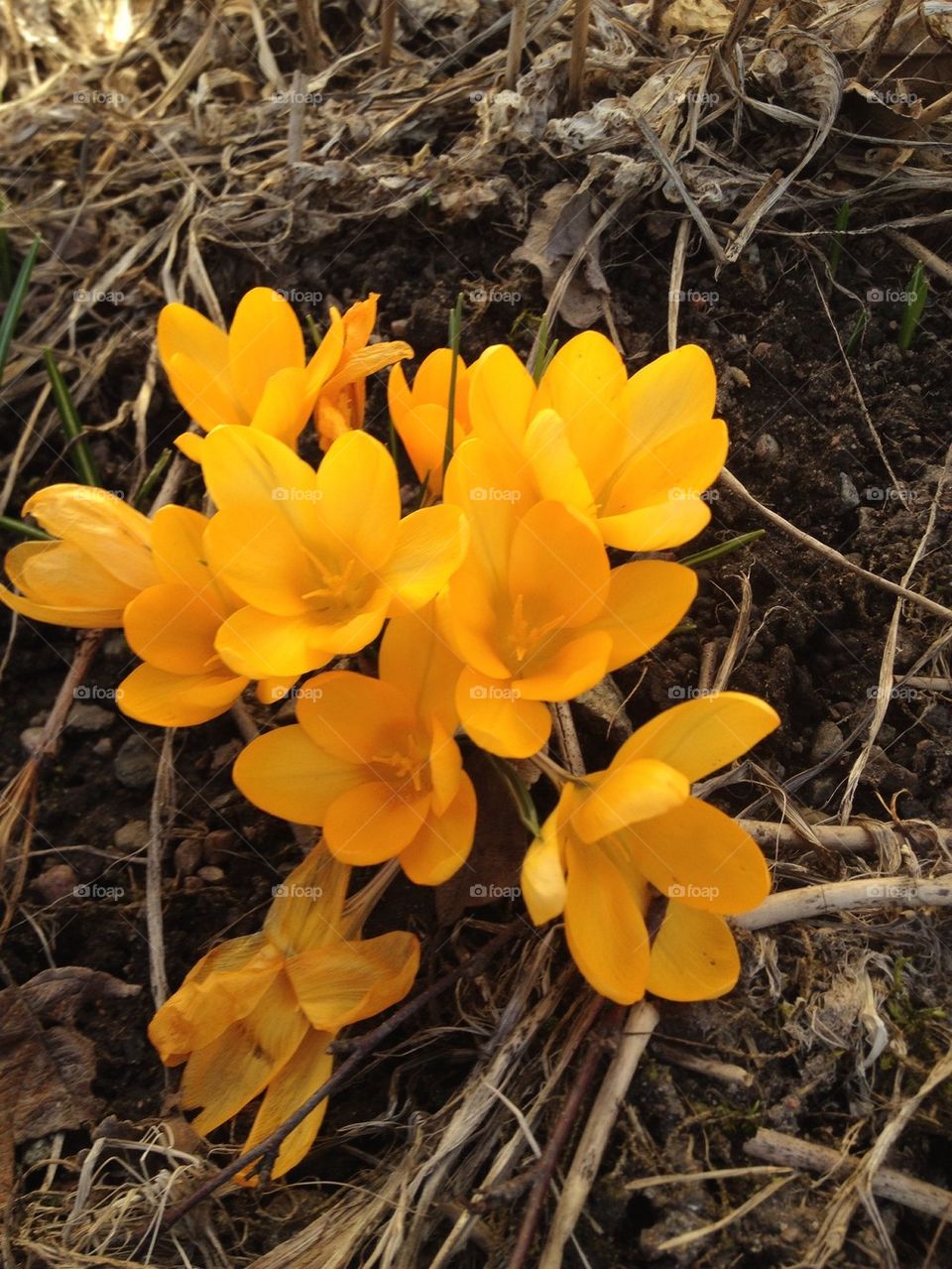 Spring flowers