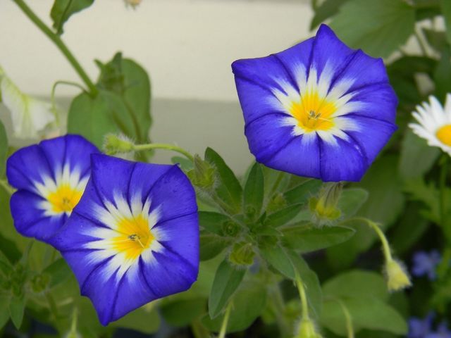 Morning glory