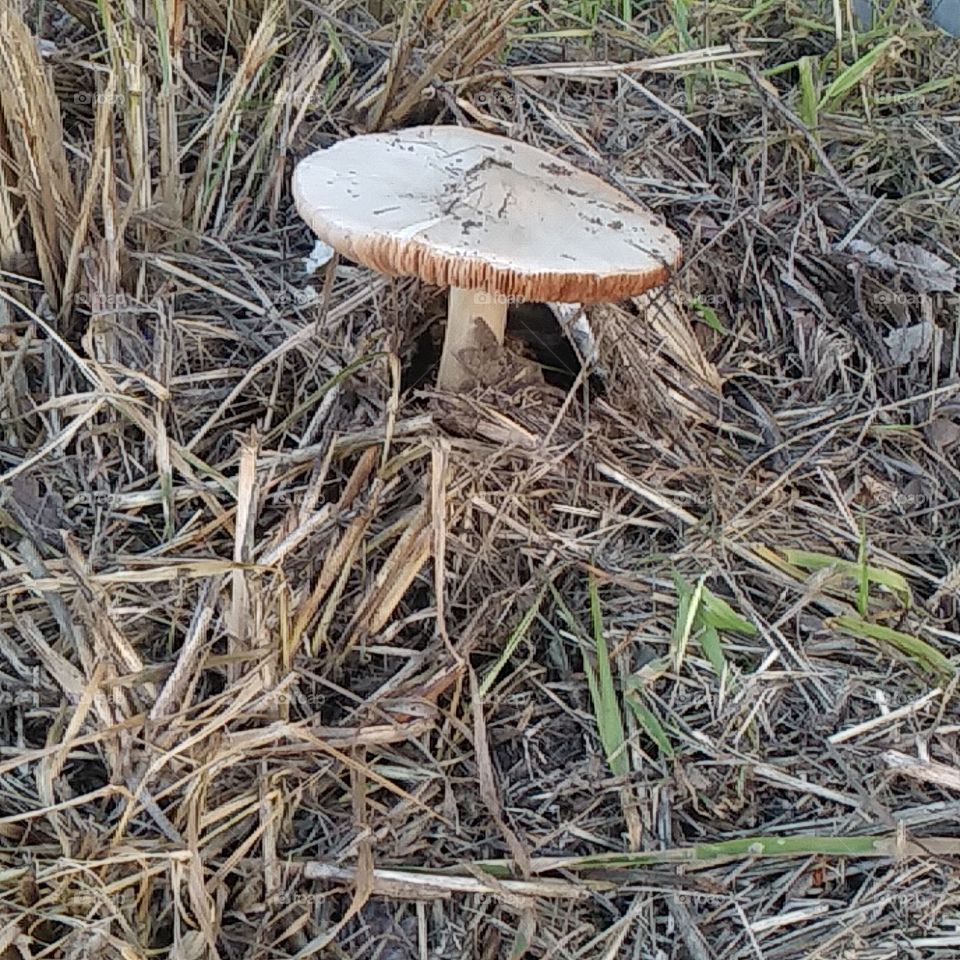 a lonely mushroom
