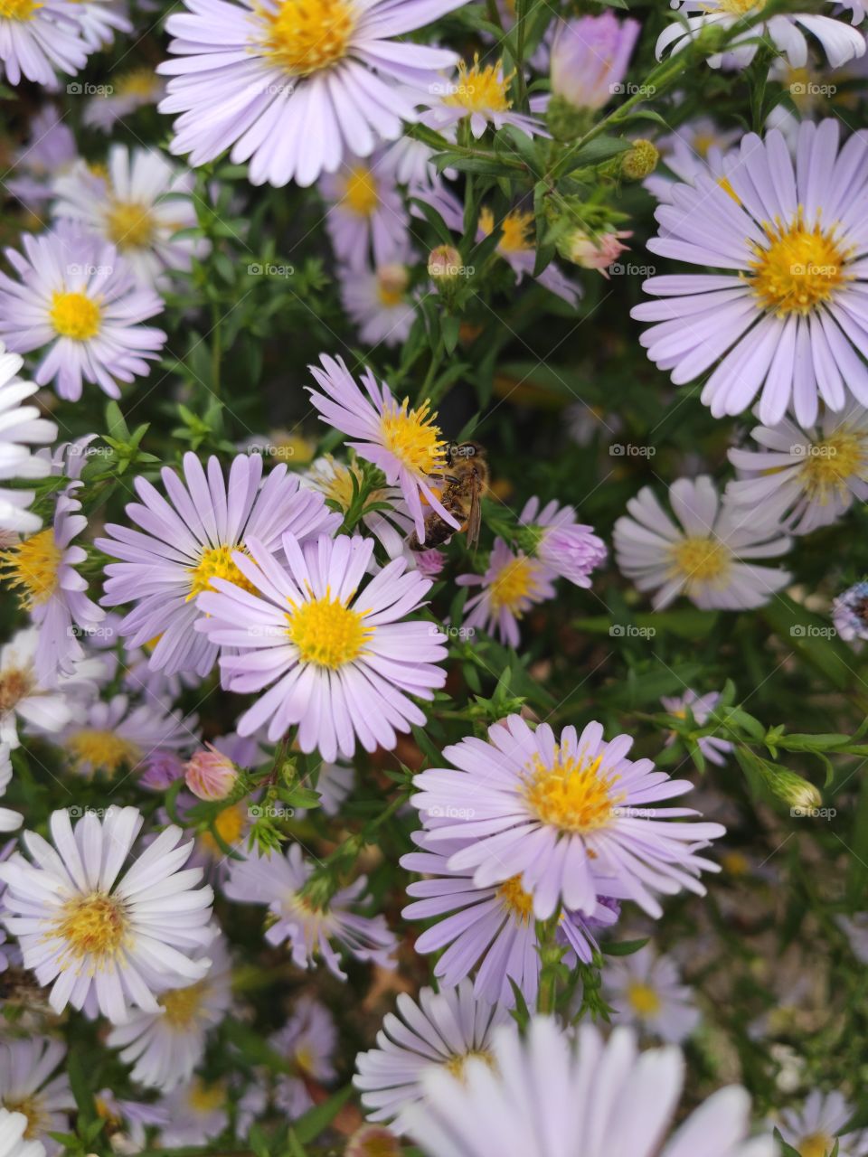 Flowers in the park with a blurred background in the background