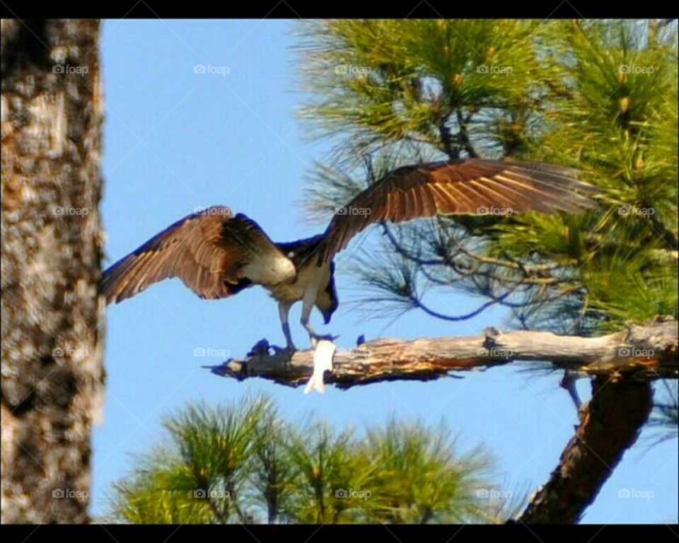 Osprey with prey