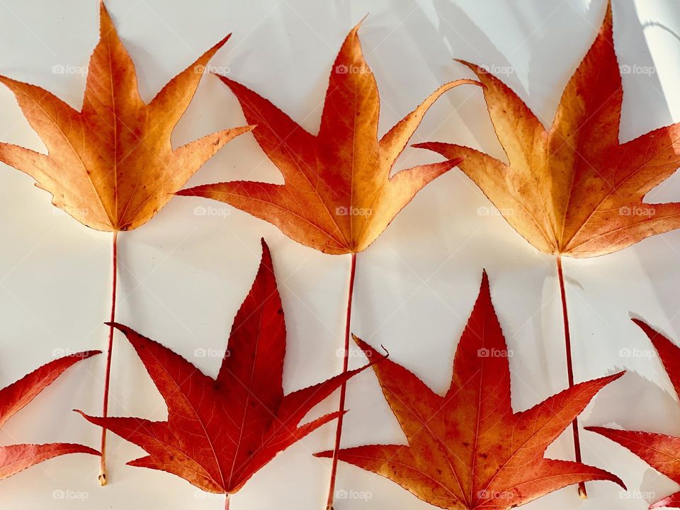 Red yellow leaves against white background, autumn season fall season colorful autumn 