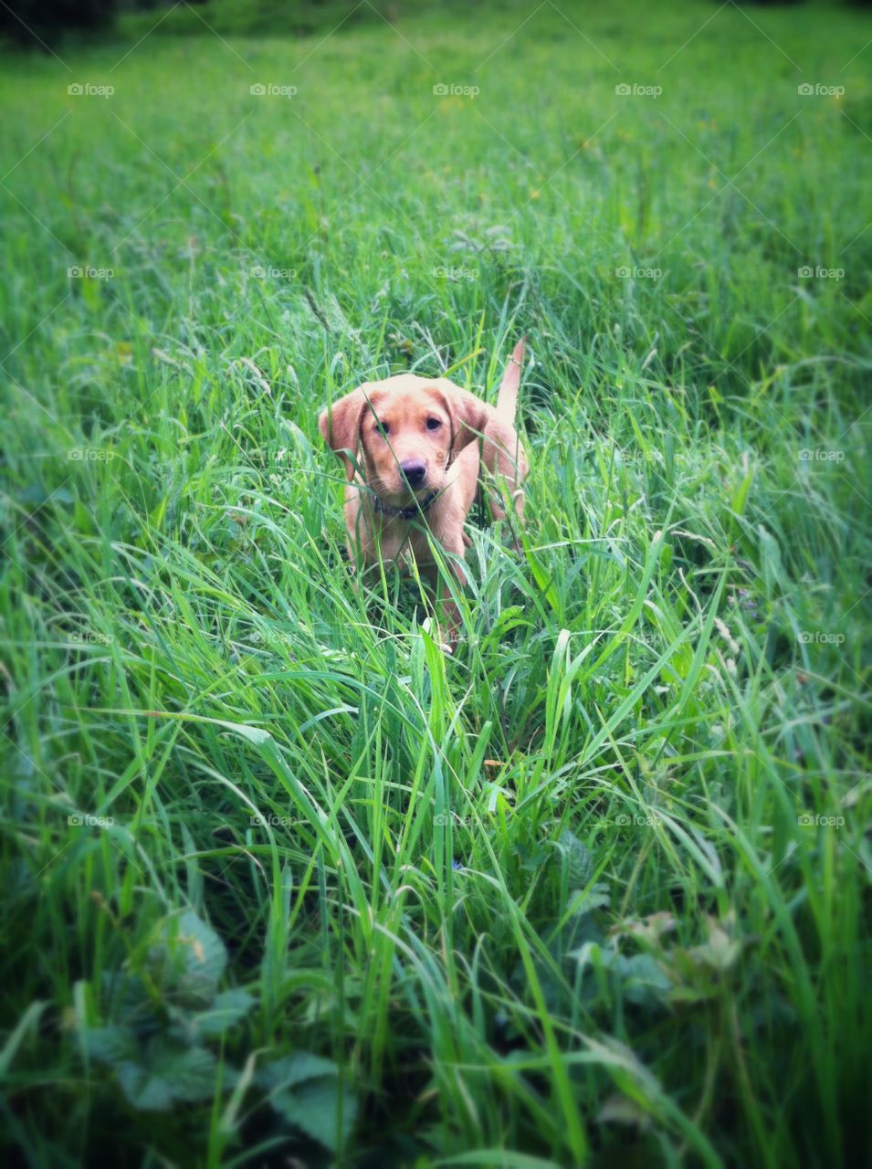 Labrador puppy in long grass. Labrador fox red puppy having fun in the long grass