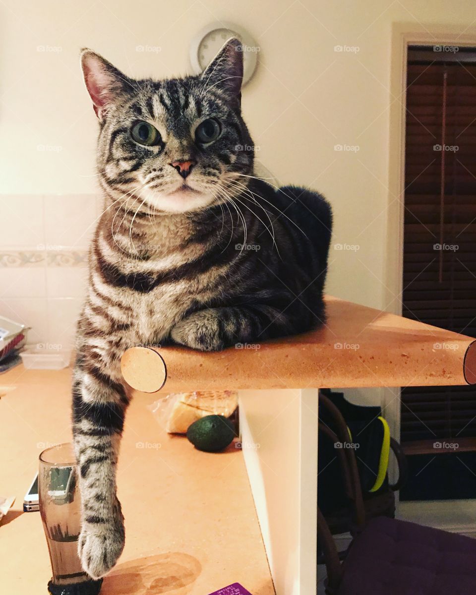 Cat pose